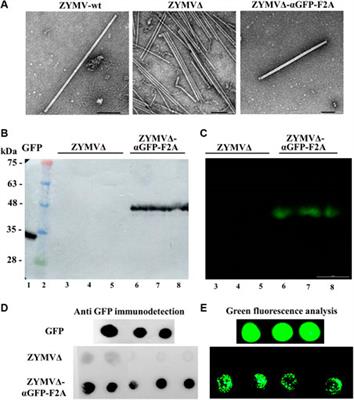 Production of Potyvirus-Derived Nanoparticles Decorated with a Nanobody in Biofactory Plants